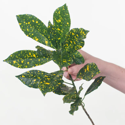 Croton Lemon Greenery
