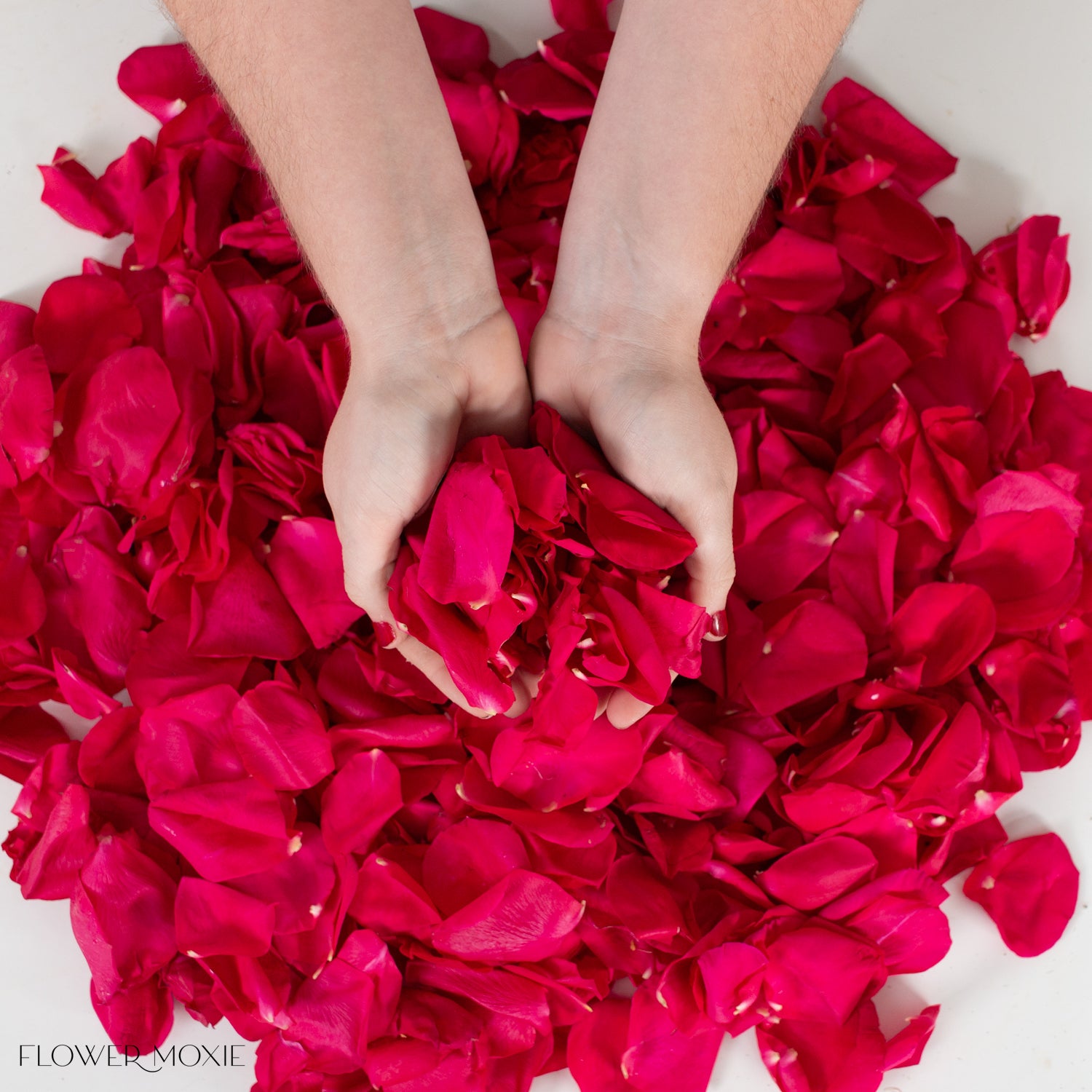 Deep Pink Rose Petals