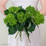 Dark Green Baby Hydrangea Flower