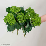 Dark Green Baby Hydrangea Flower