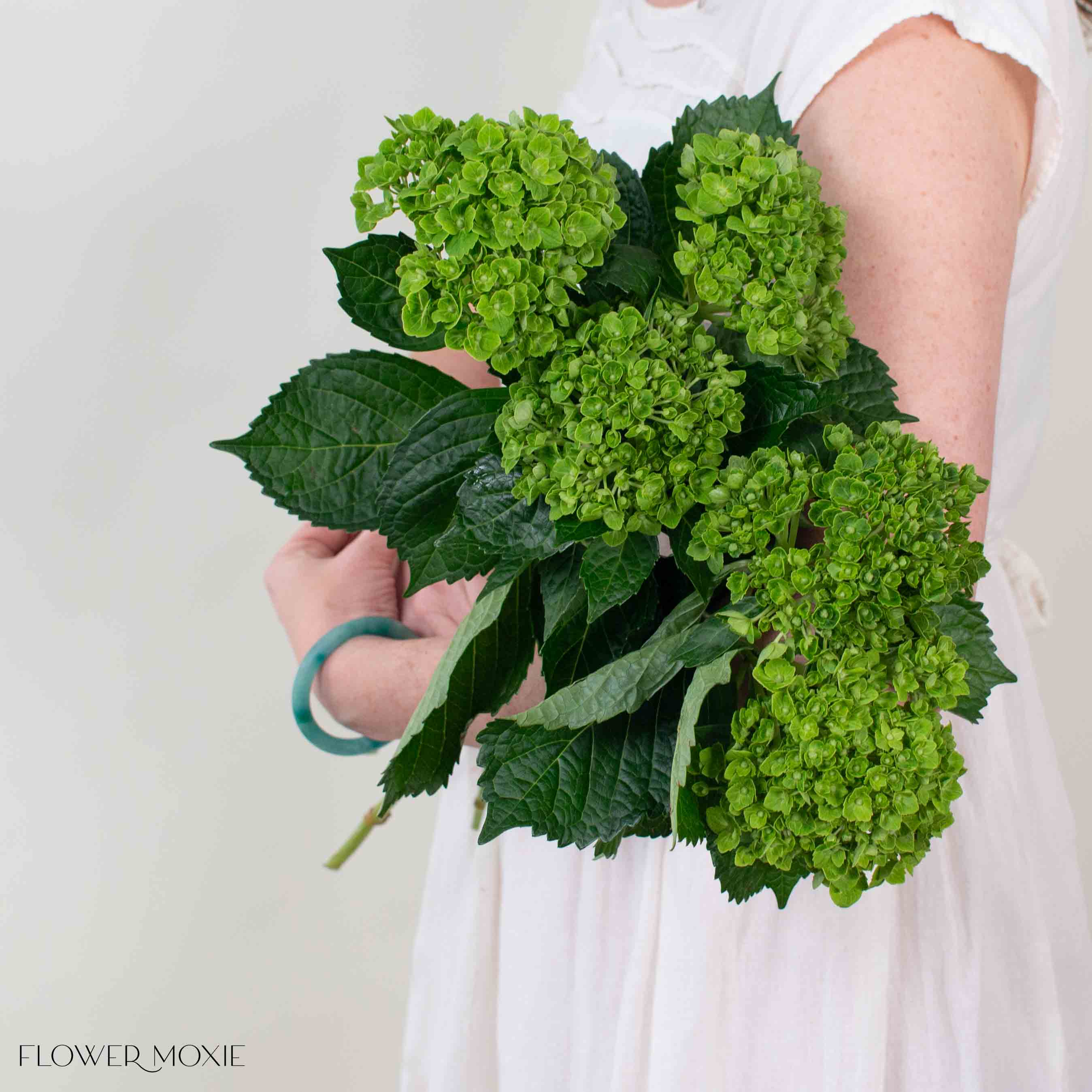 darkgreenminihydrangea6.jpg?v=