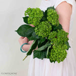 Dark Green Baby Hydrangea Flower