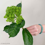 Dark Green Baby Hydrangea Flower