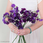 Deep Purple Sweet Pea Flower