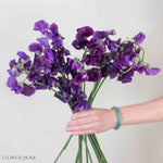 Deep Purple Sweet Pea Flower