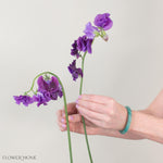Deep Purple Sweet Pea Flower