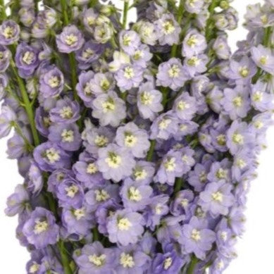 Lavender Delphinium Flower