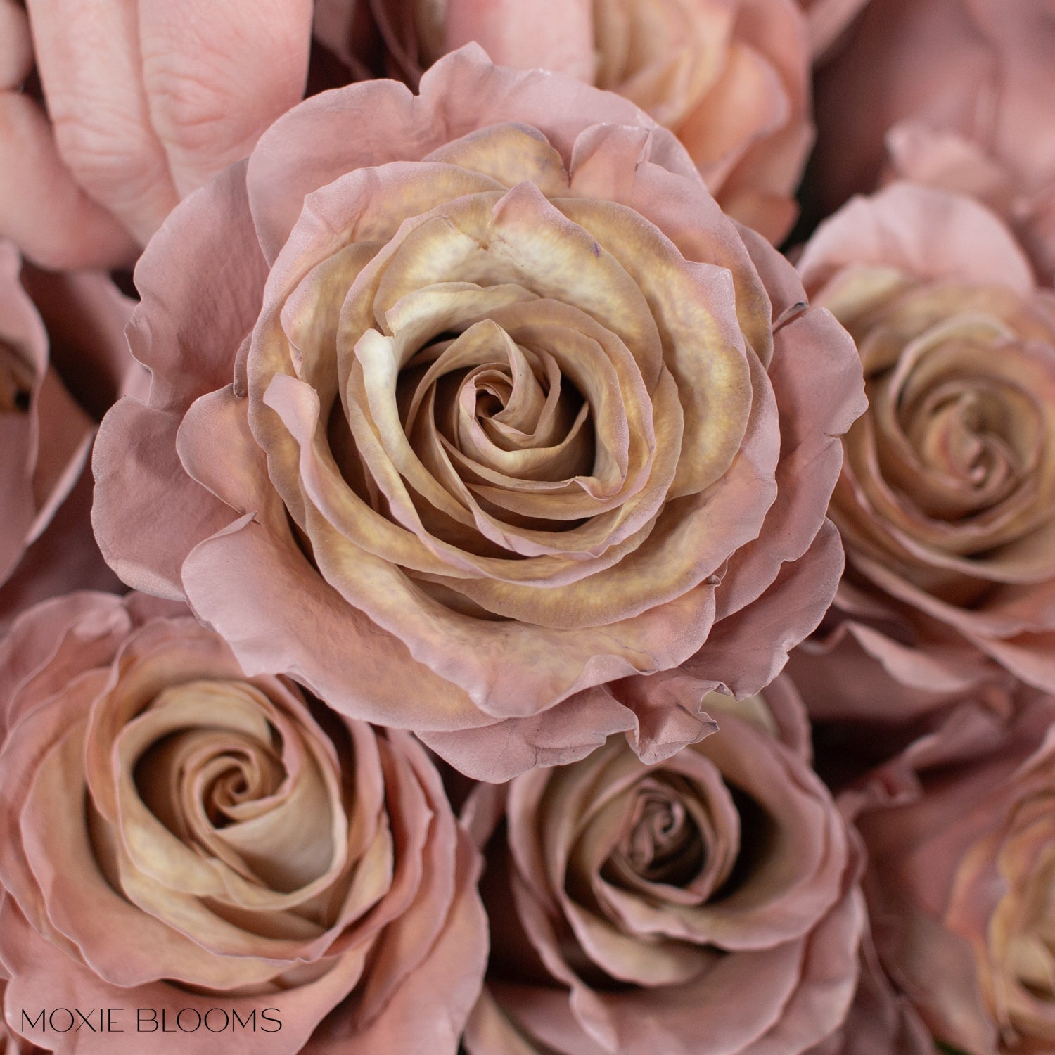 Painted and Dyed Desert Sand Novelty Rose