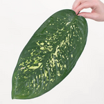 Variegated Dieffenbachia Greenery