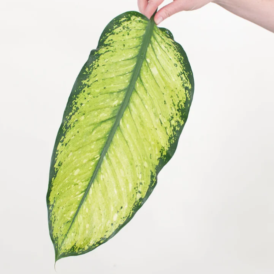 Lemon Dieffenbachia Greenery