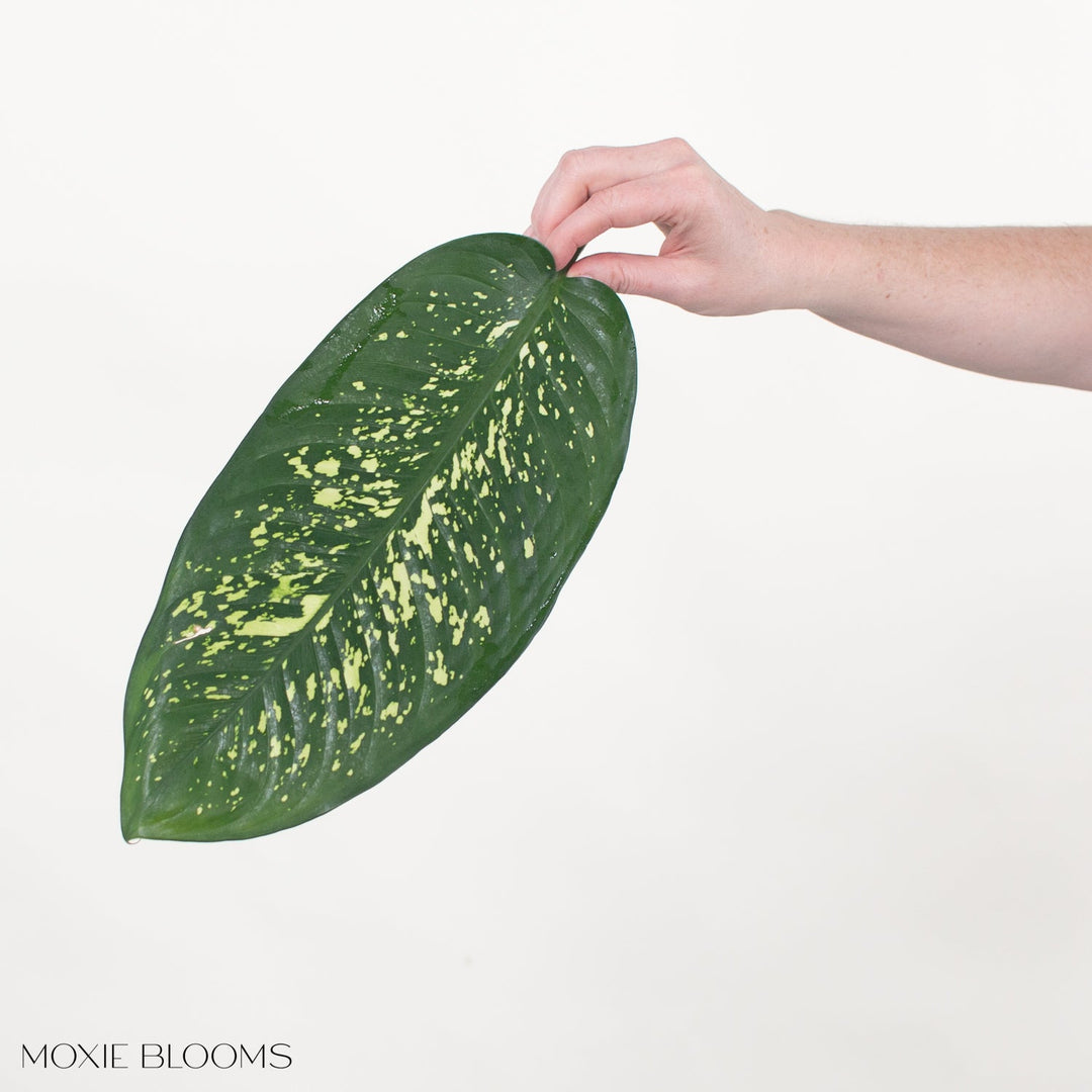 Variegated Dieffenbachia Greenery