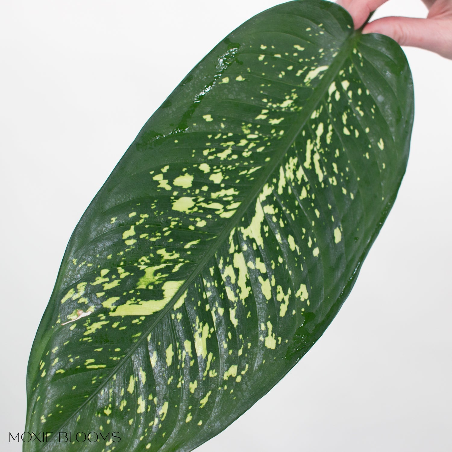 variegated dieffenbachia Variegated Dieffenbachia Greenery