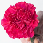 Deep Pink Carnation Flower