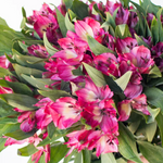 Deep Pink Alstromelia Flower