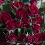 Red Rubicon Spray Rose Flower