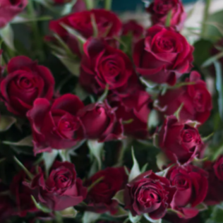 Red Rubicon Spray Rose Flower