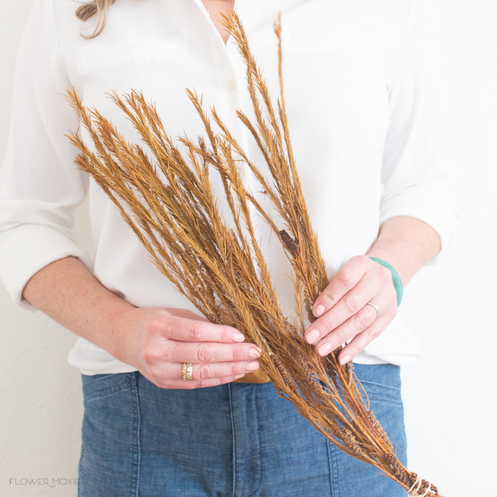 Dried Mustard Asparagus Fern