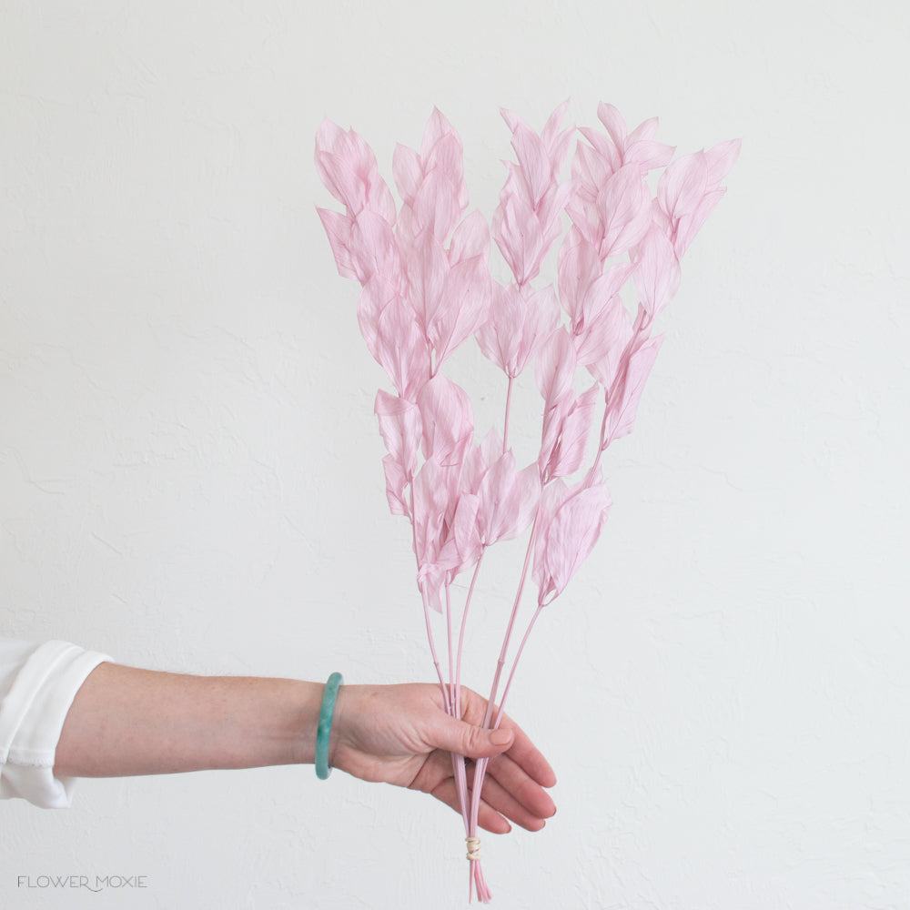 Dried Blush Pink Ruscus