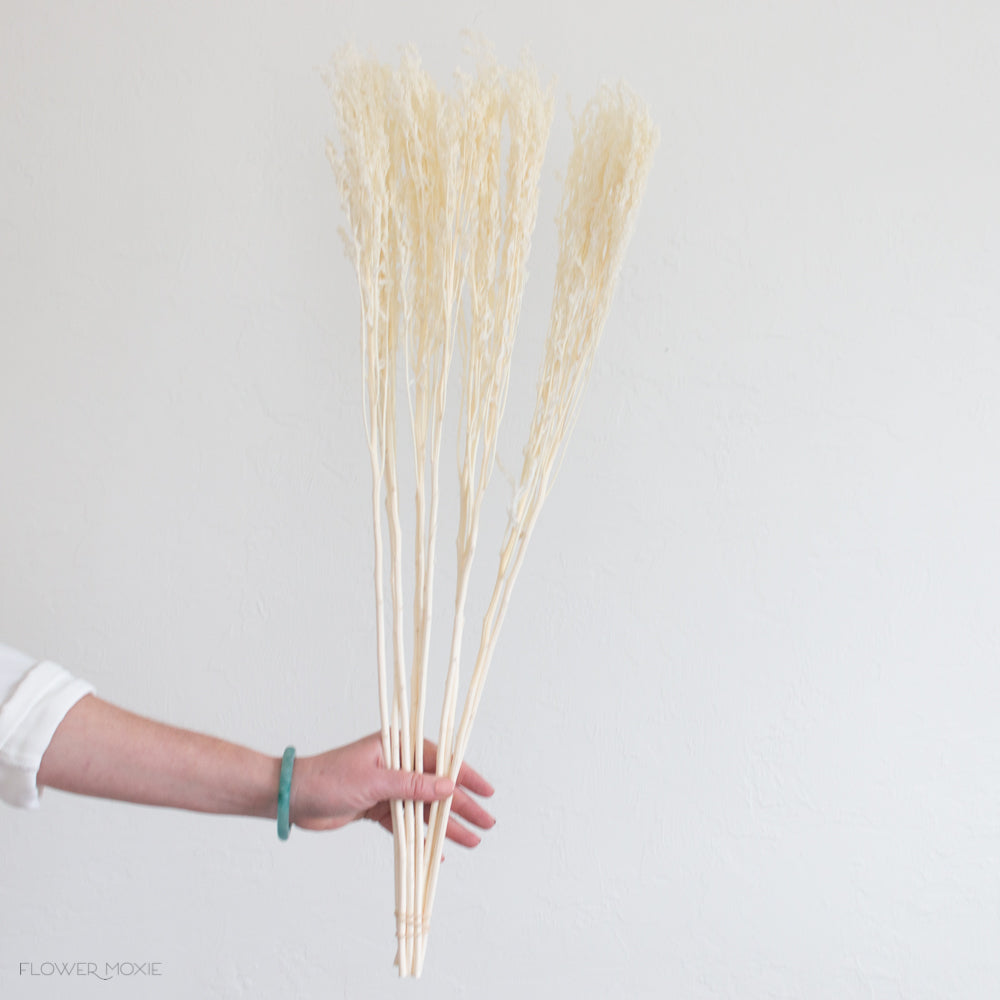 Dried Cream Solidago Goldenrod