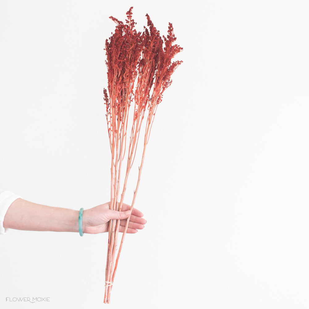 Dried Earth Red Solidago Goldenrod