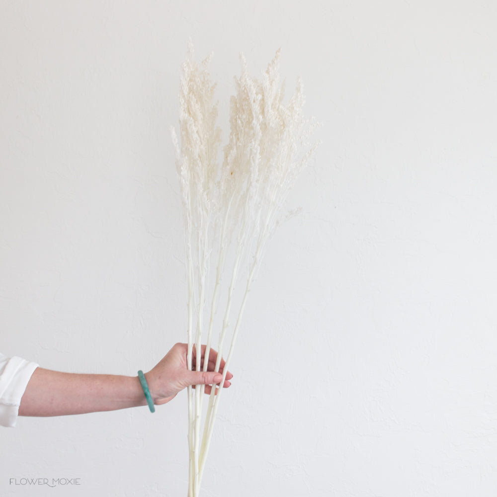 Dried Bleached White Solidago Goldenrod