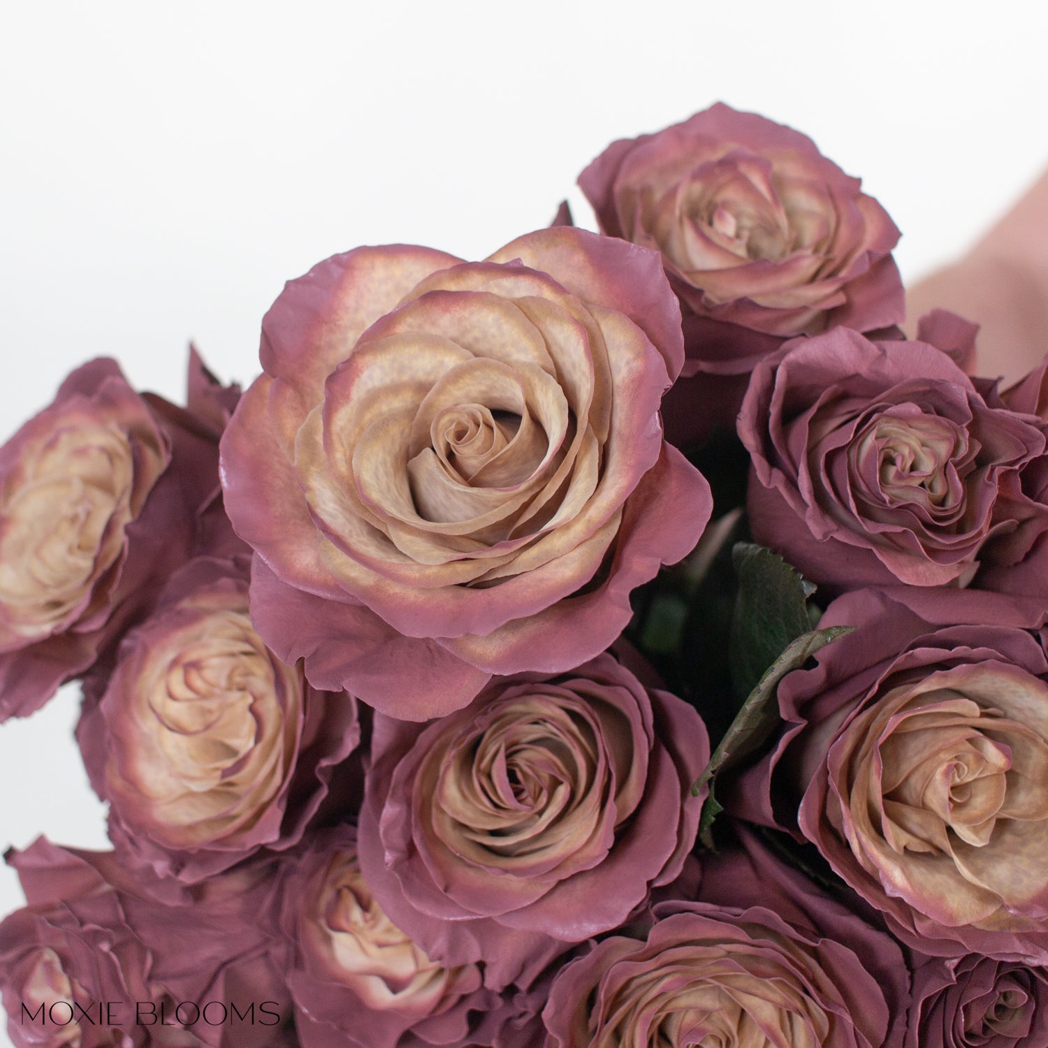 Novelty Roses | Flower Moxie | Roses for DIY Wedding