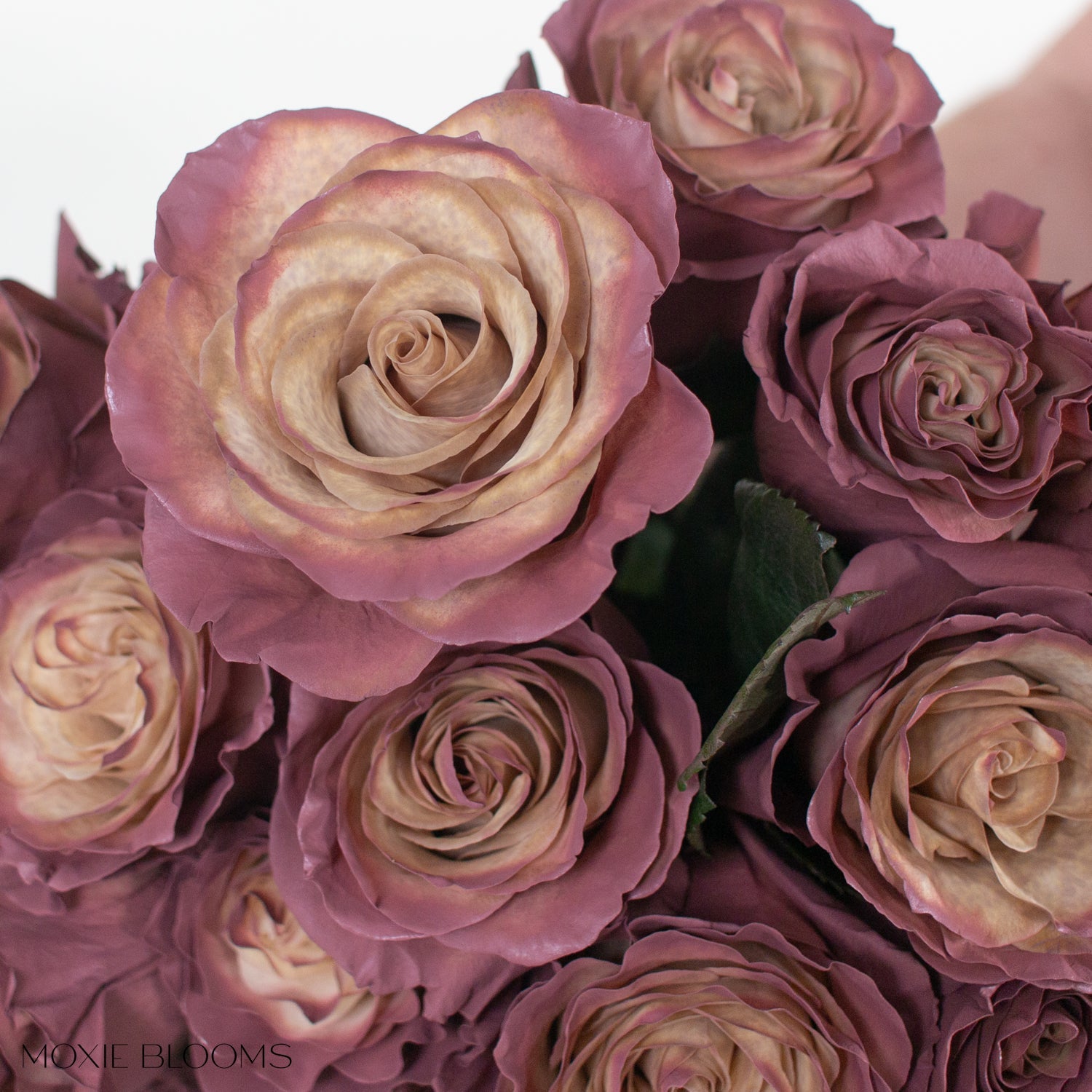 Novelty Roses | Flower Moxie | Roses for DIY Wedding