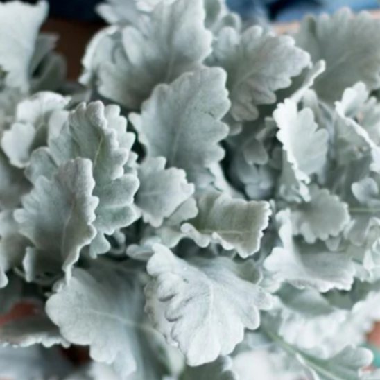 Dusty Miller Greenery
