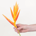 Golden Fire Heliconia Flower