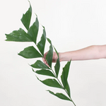 Fishtail Palm Greenery