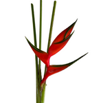 Orange Flamingo Heliconia Flower