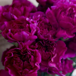 Fuchsia Carnation Flower