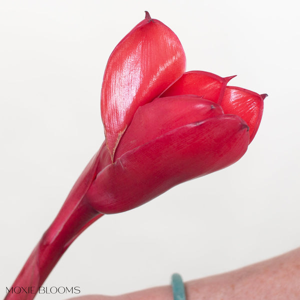 ginger-red-torch-