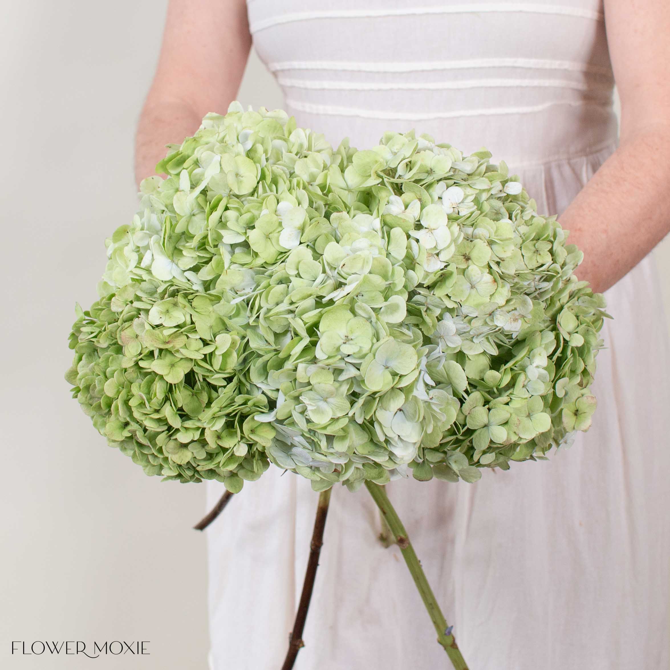 即購入ok hydrangea 様 greenantiquehydrangea-1.jpg?v=