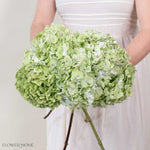 Green Antique Hydrangea Flower