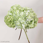 Green Antique Hydrangea Flower