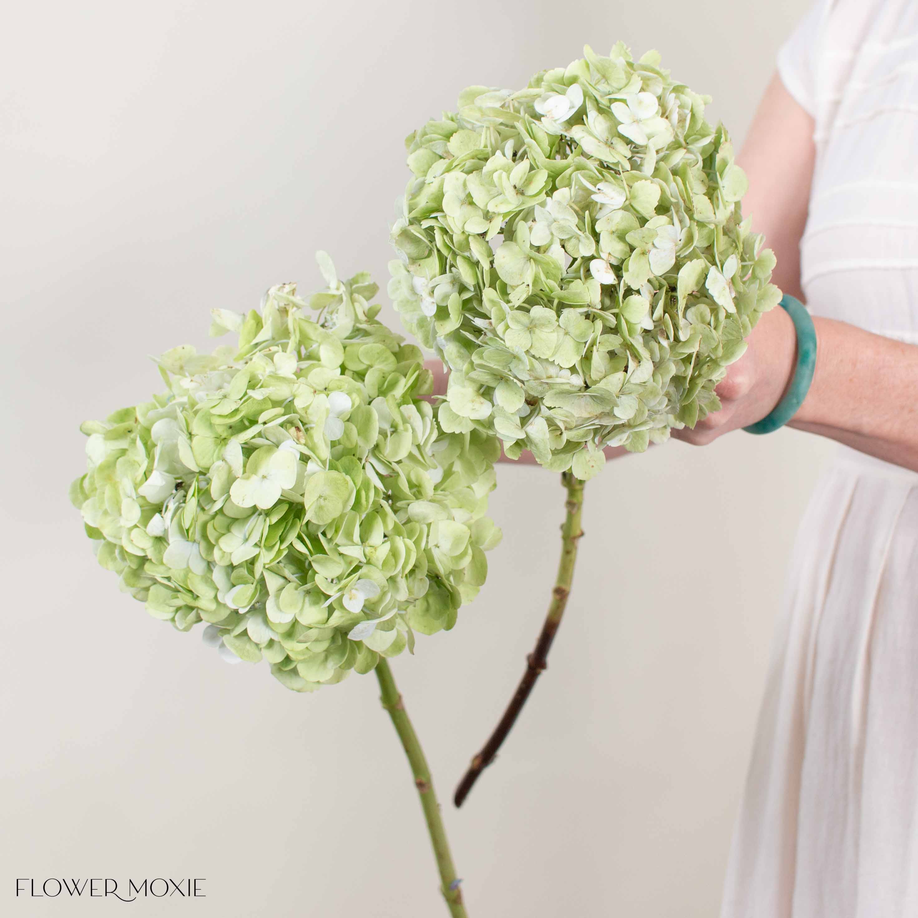 Green Antique Hydrangea Flower