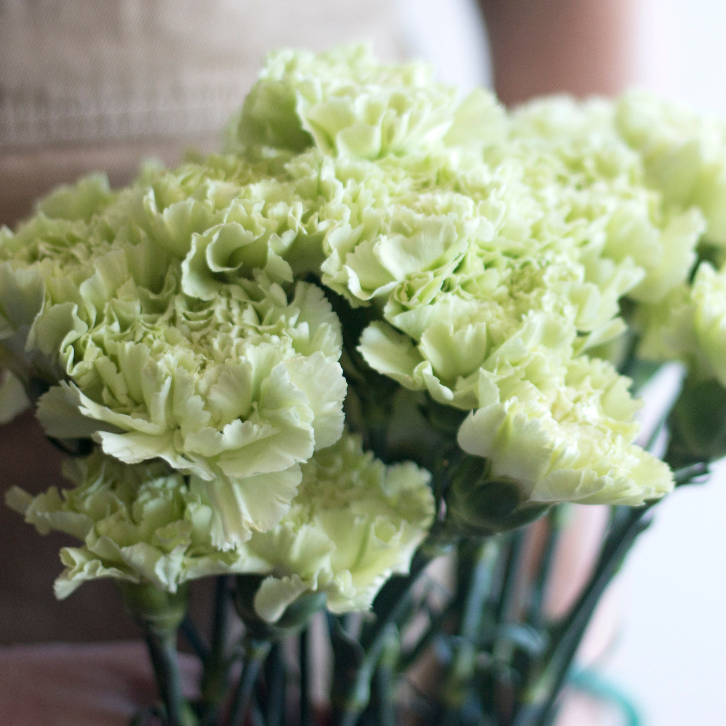 Green Carnations | Bulk Fresh DIY Wedding Flowers | Flower Moxie