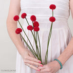 Tinted Grenadine Billy Ball Flower
