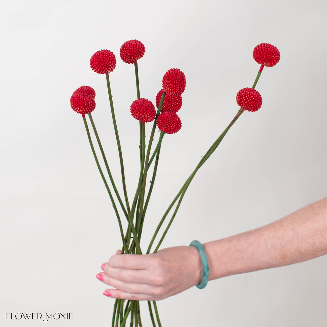billy ball flower seeds Tinted Grenadine Billy Ball Flower | DIY Wedding Flower