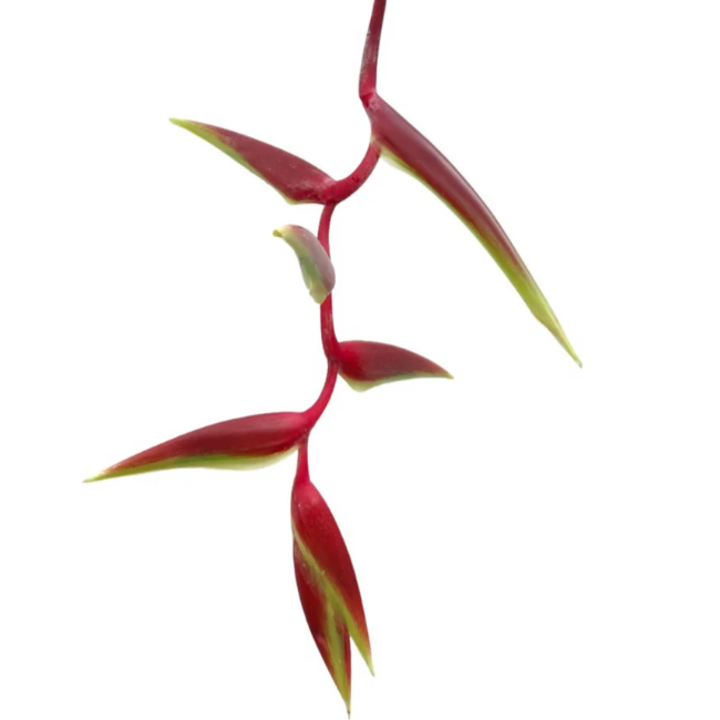 Red Hanging Heliconia Flower