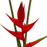 red iris heliconia