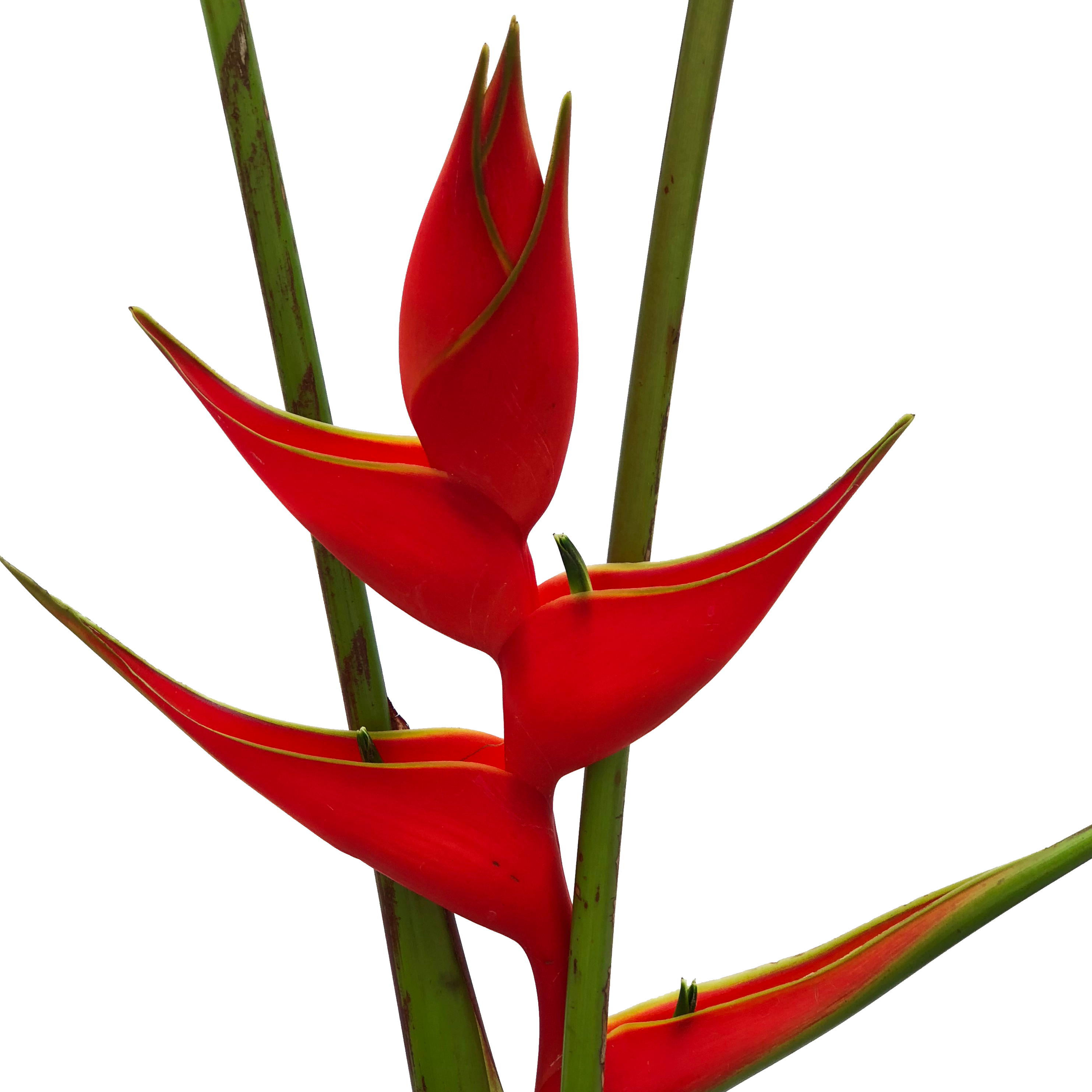 red iris heliconia