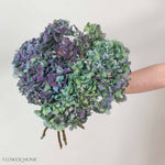 Hulk Antique Hydrangea Flower