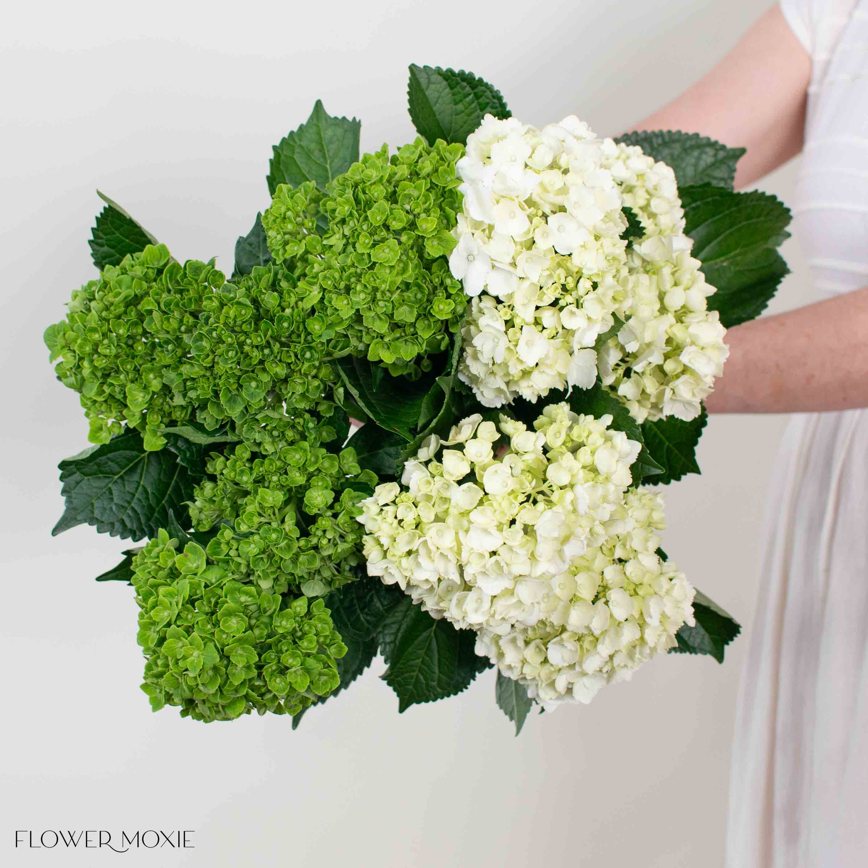 White and Green Hydrangea Mixed Box | Flower Moxie Bulk Flowers