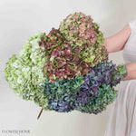 Hydrangea Mixed Box