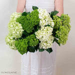 Green Blend Hydrangea Mixed Box