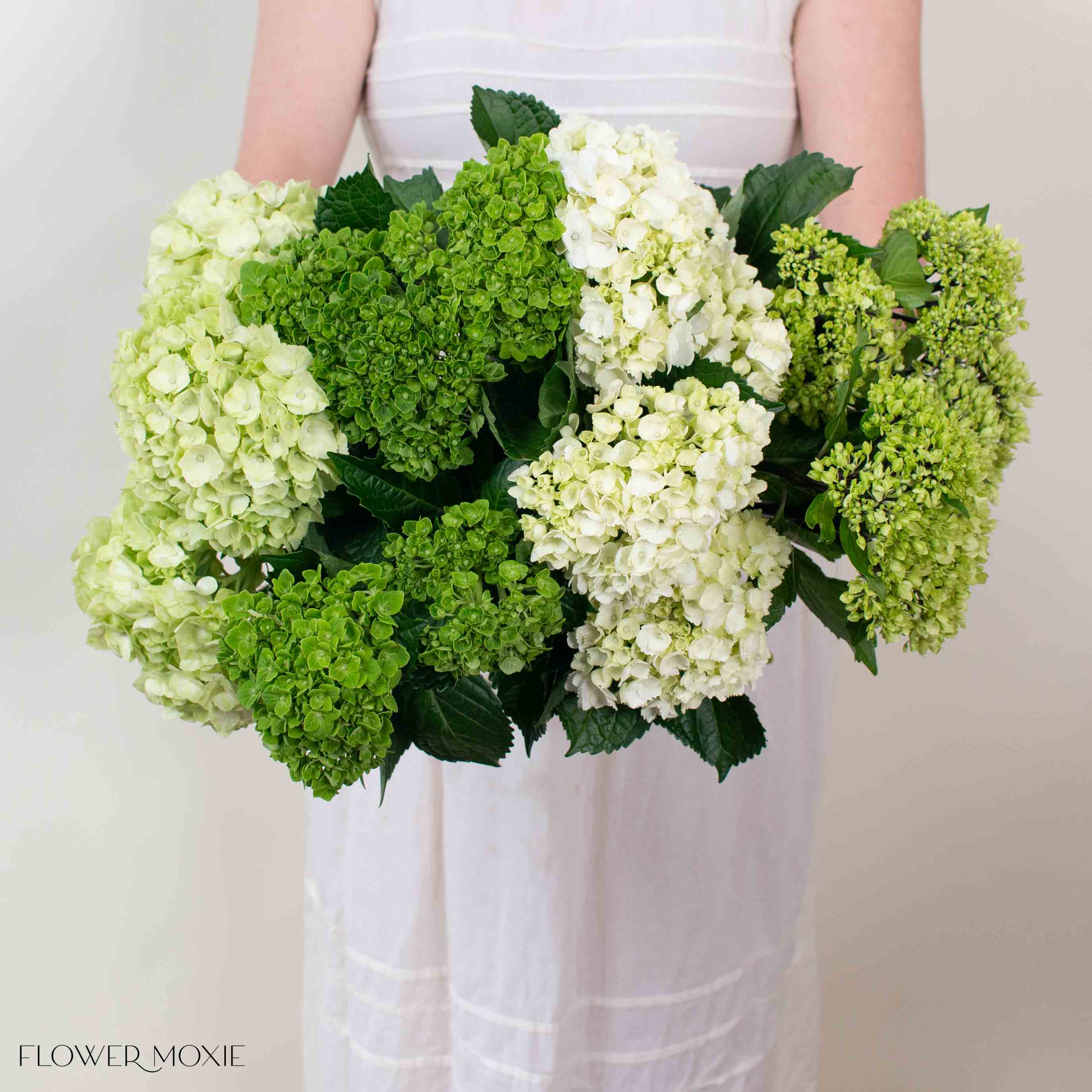 Green Blend Hydrangea Mixed Box