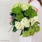 Green Blend Hydrangea Mixed Box