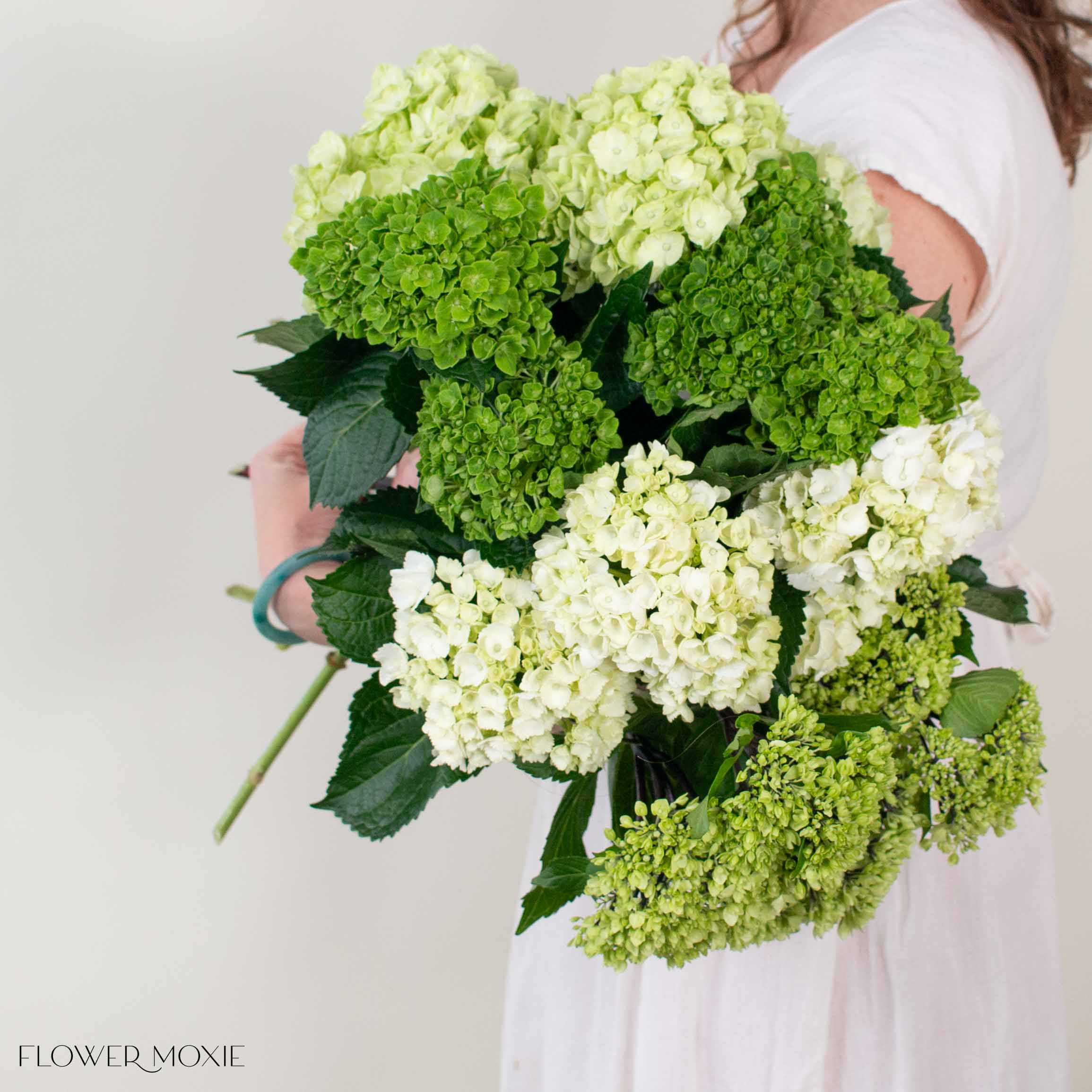 Green Blend Hydrangea Mixed Box